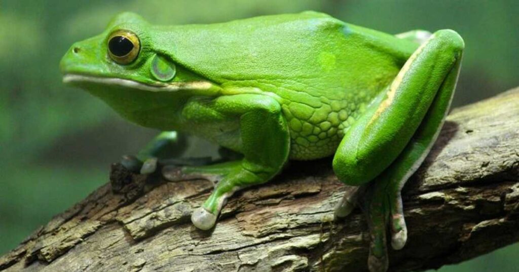 Unique Frog Names