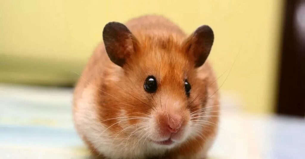 Funny Hamster Names