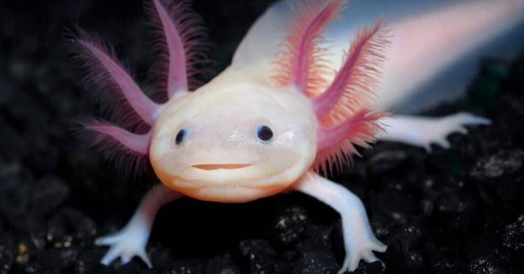 Funny Names for Axolotls