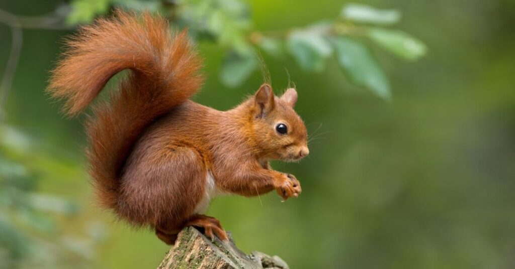 Funny Squirrel Names