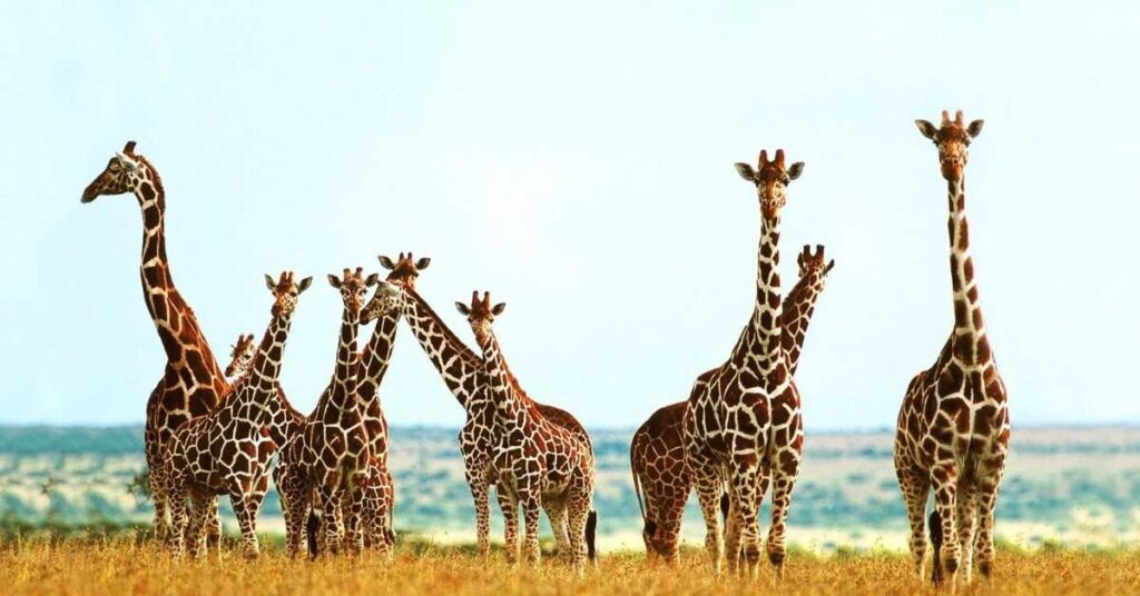 Giraffe Names that Start with G