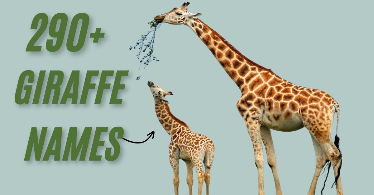 Giraffe Names