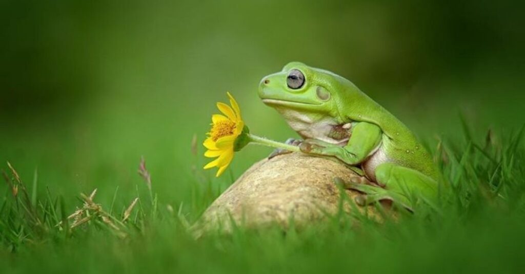 Glass Frog Names