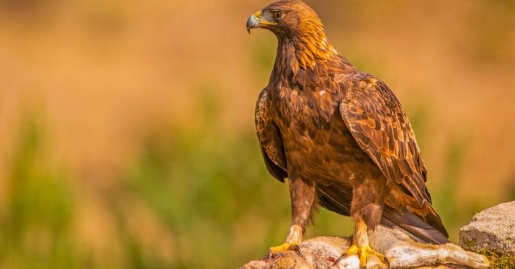 Golden Eagle Names