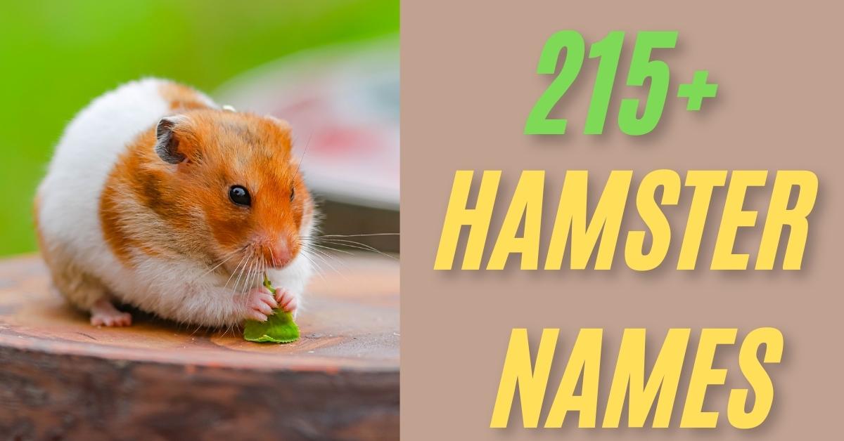 Hamster Names