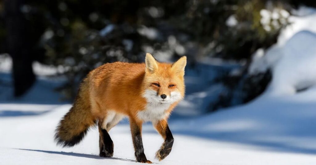 Inspirations from Fox Species