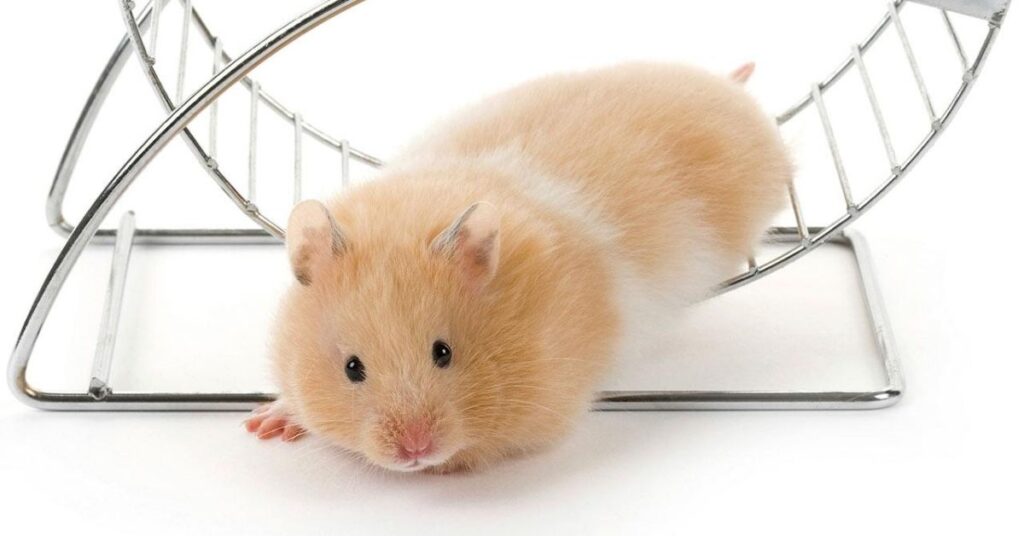 Interesting Facts about Hamsters