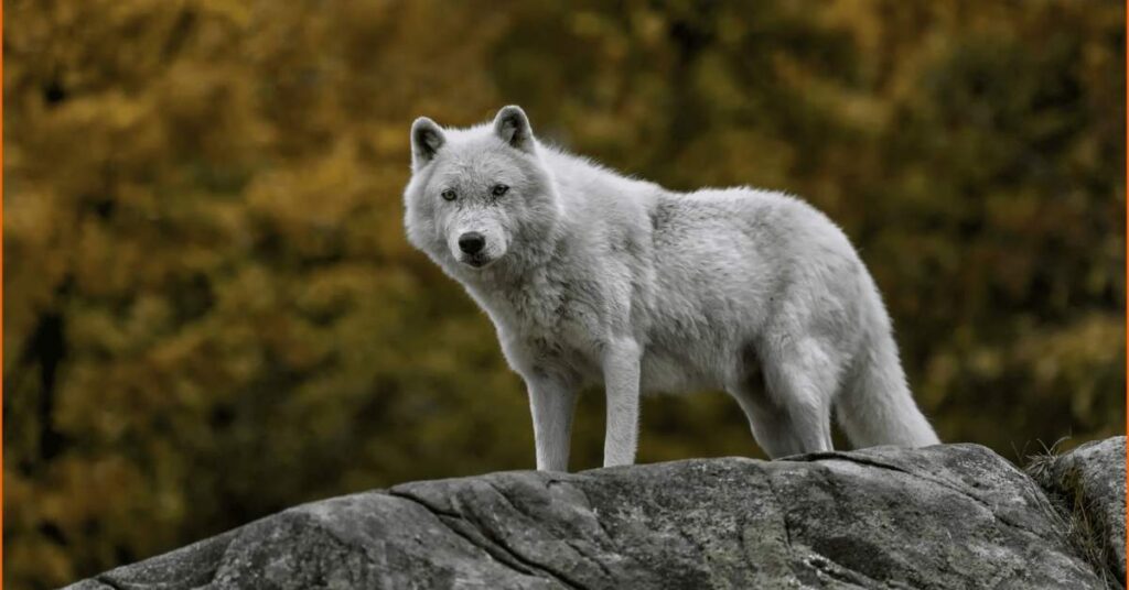 Interesting Facts About Wolves