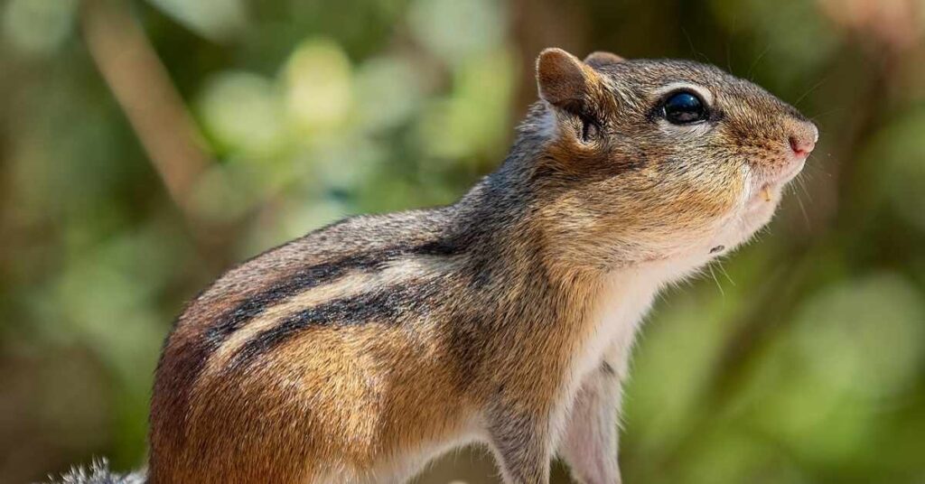 Male Chipmunk Names