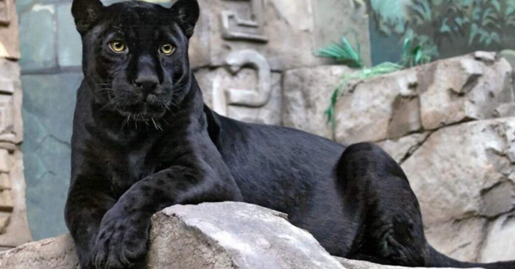 Male Panther Names