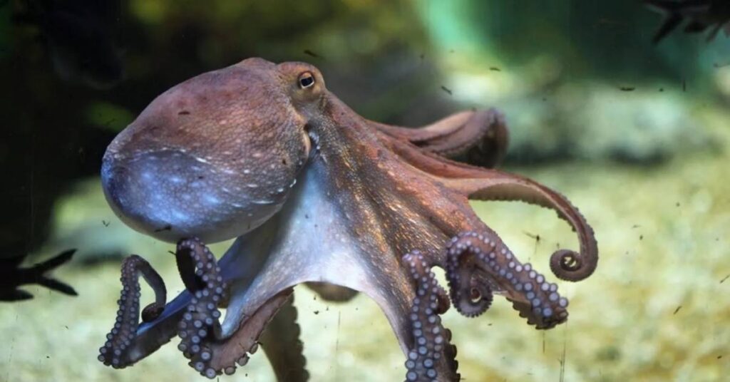 Mythical Octopus Names