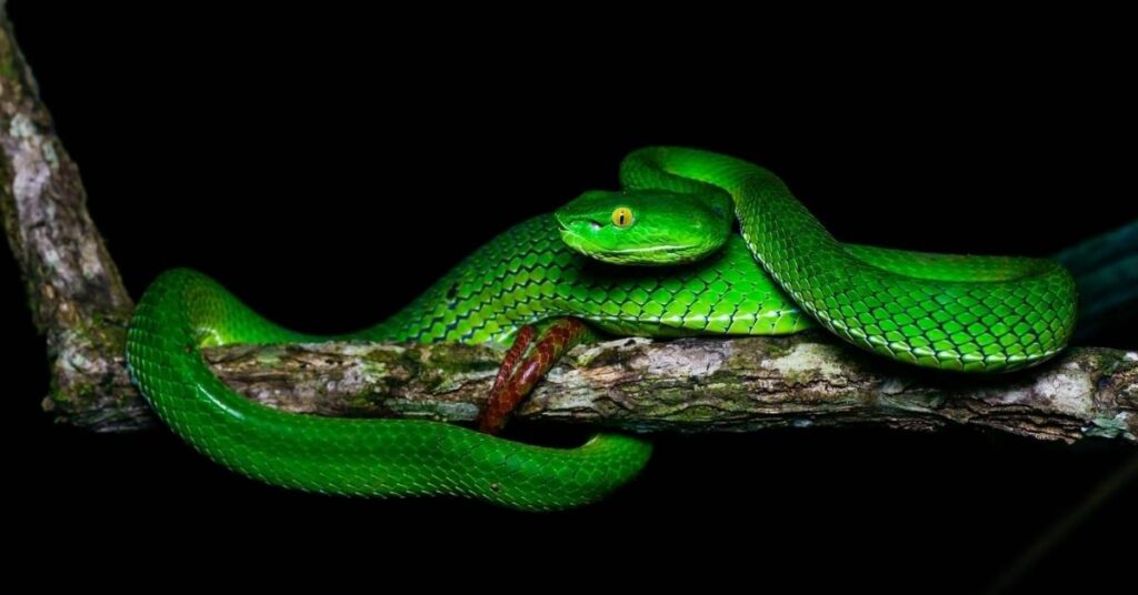 Mythological Names for Snakes