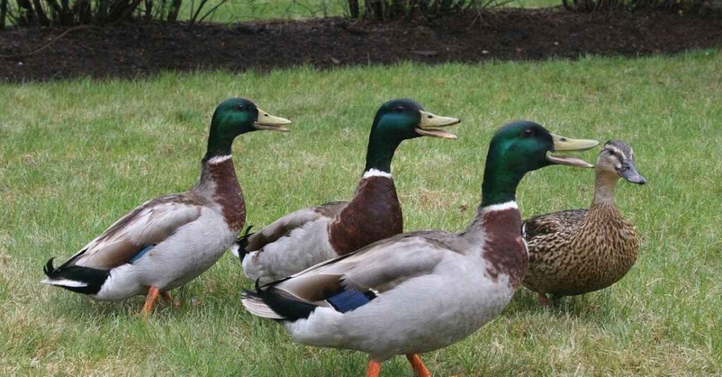 Names For Black and White Duck