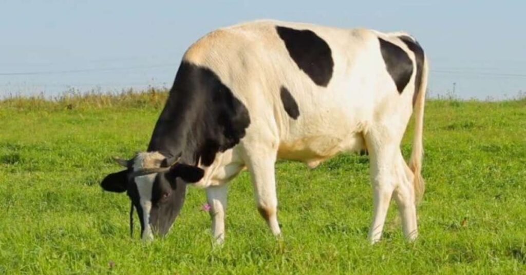 Names For Cow Inspired By Nature