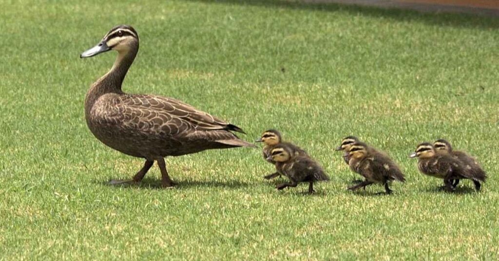 Names For Duck Inspired by Cartoons