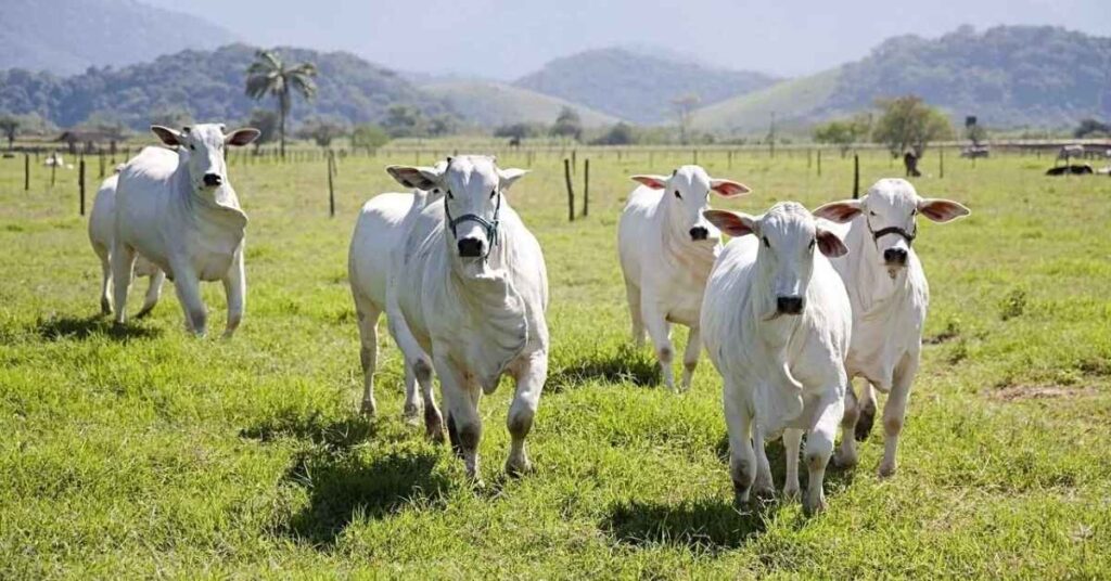 Names for White Cows