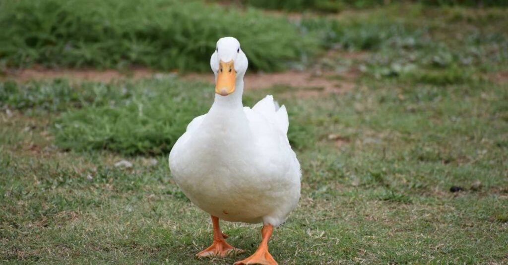 Names For White Duck