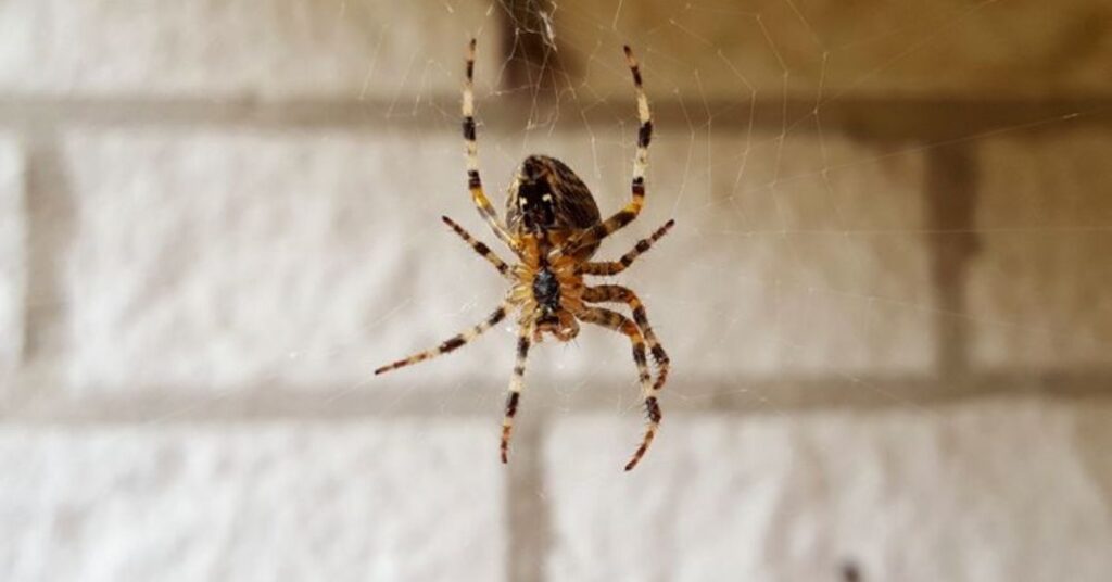 Spider Names In Different Languages