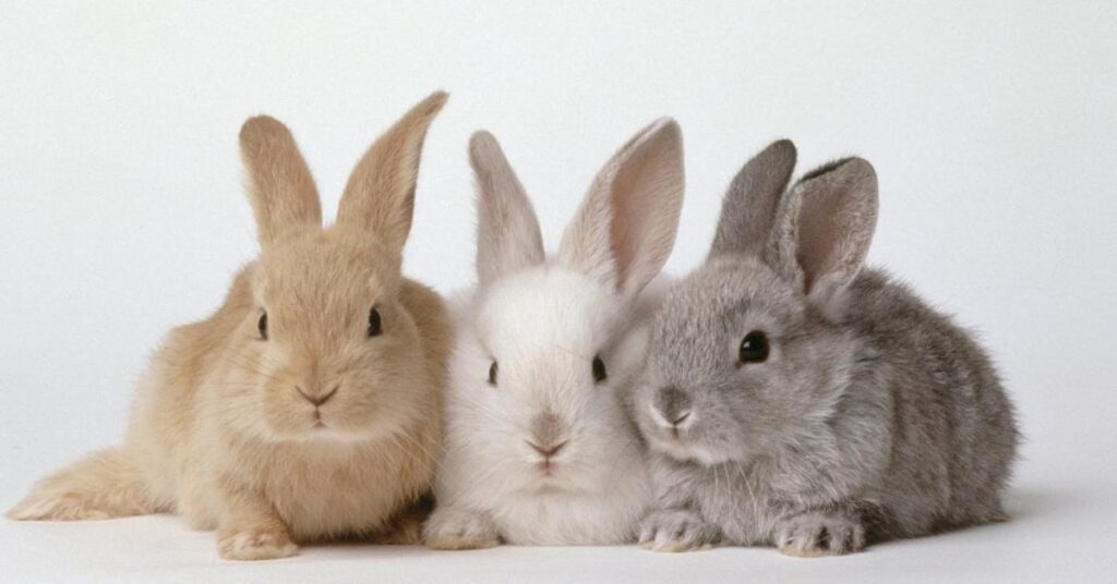 Names inspired by famous bunnies