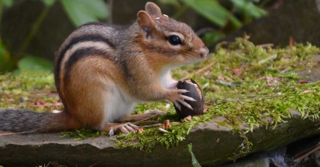 Names that Mean Chipmunk