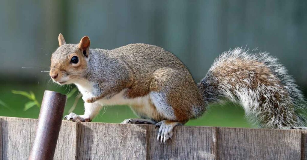 Names that Mean Squirrel