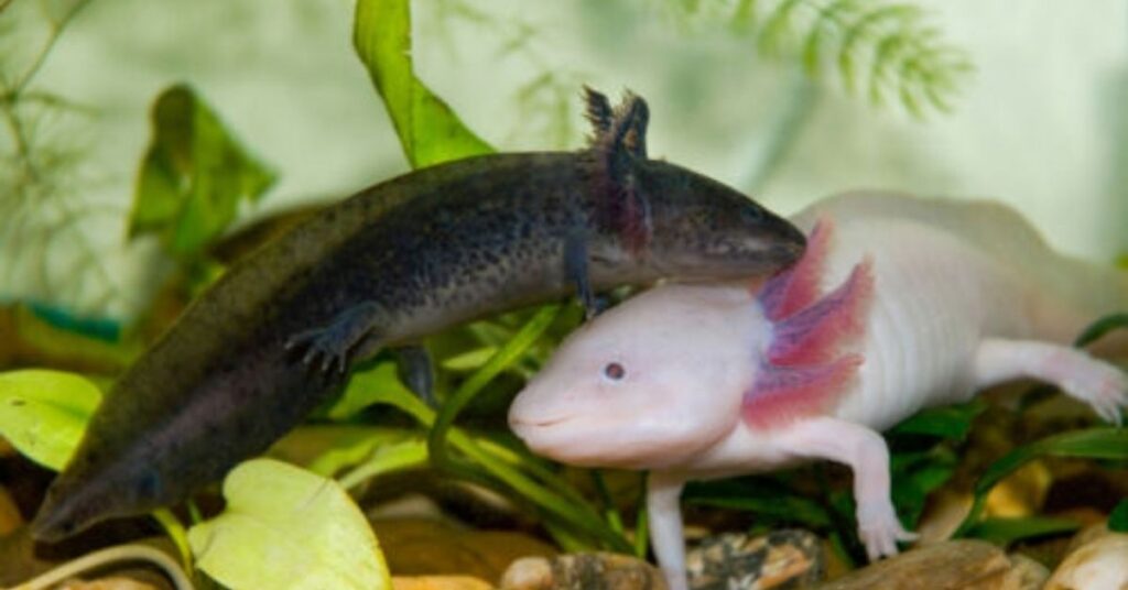 Nature-Inspired Axolotl Names