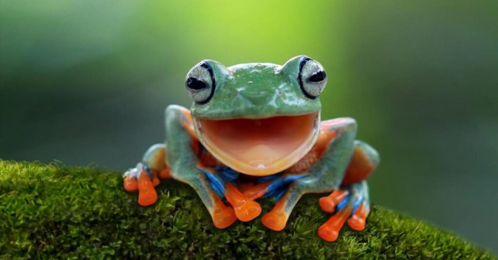 Nature-Inspired Frog Names