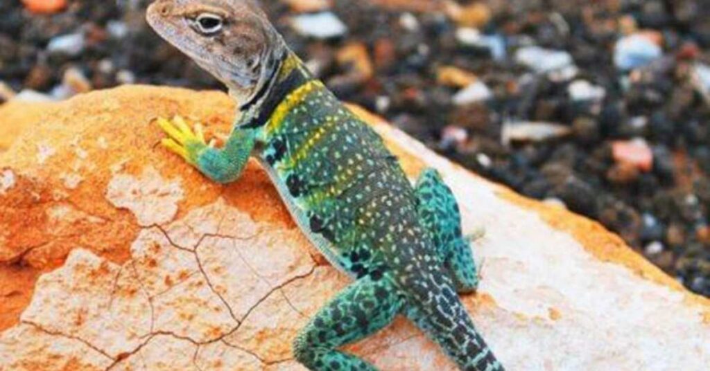 Nature-Inspired Lizard Names