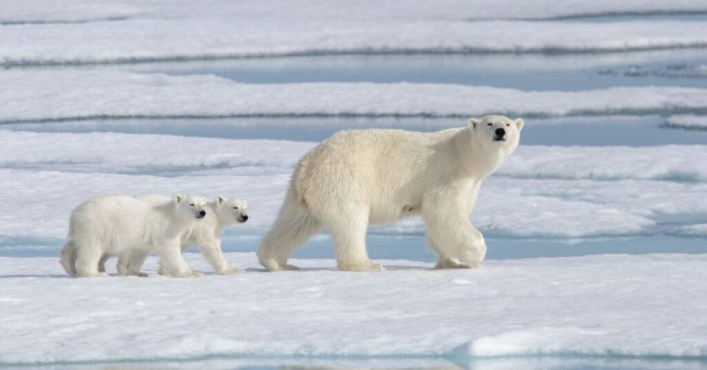 Nicknames For Polar Bear