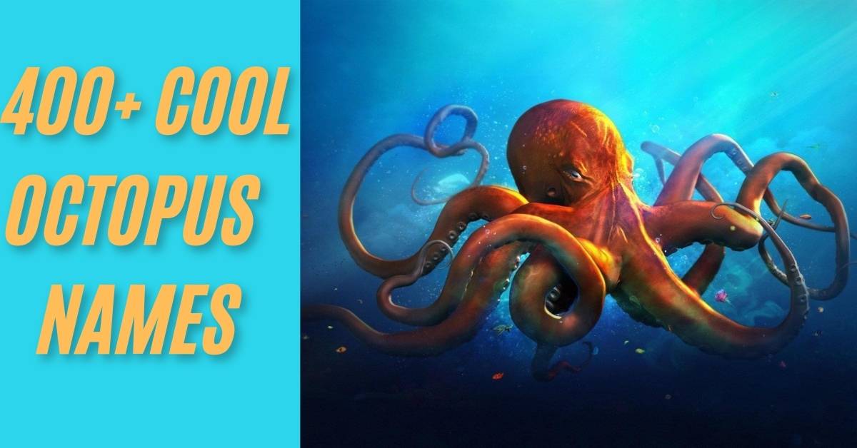 Octopus Names