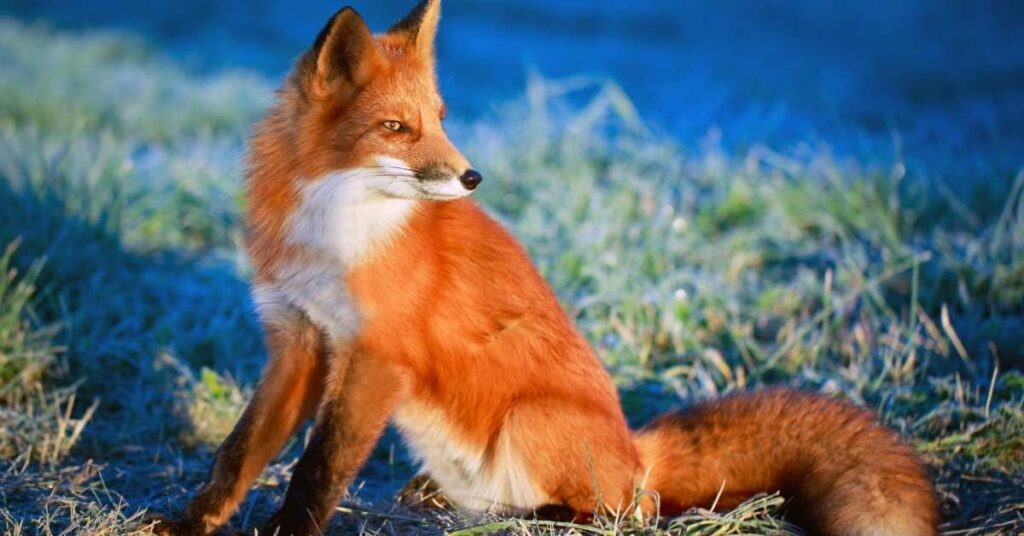 Red Foxes