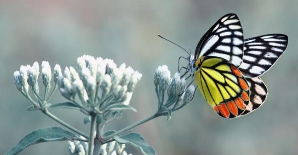 Sea Butterfly Names