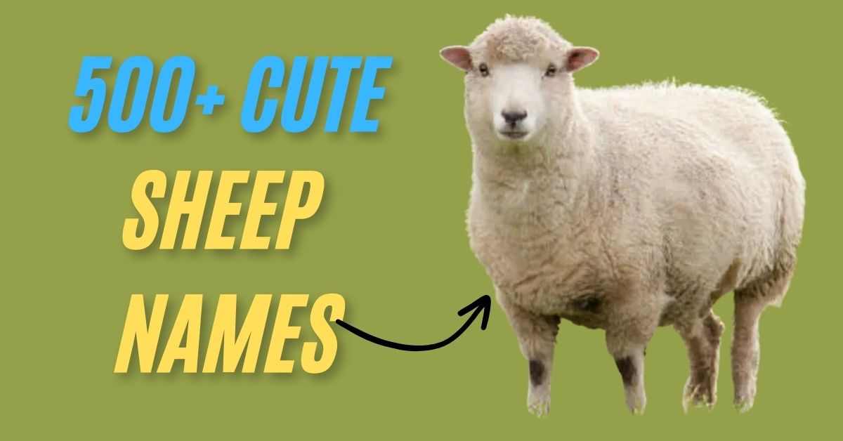 Sheep Names