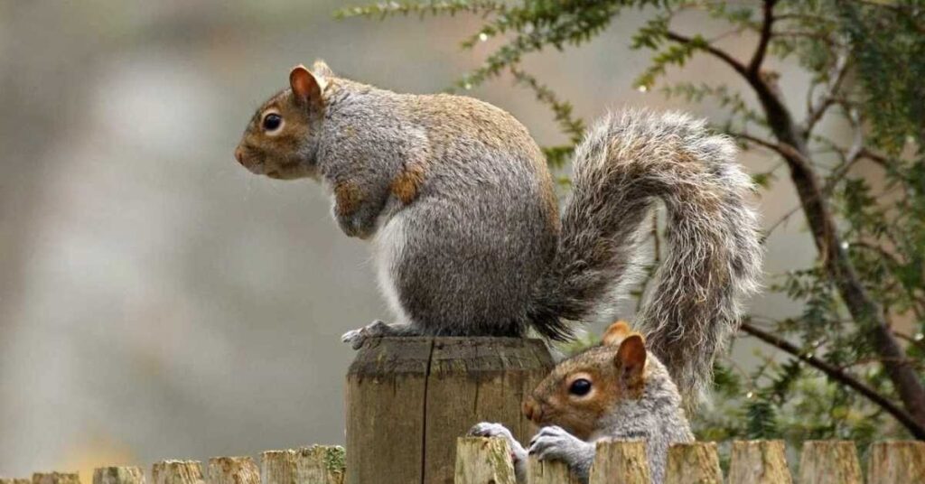 Squirrel Female Names