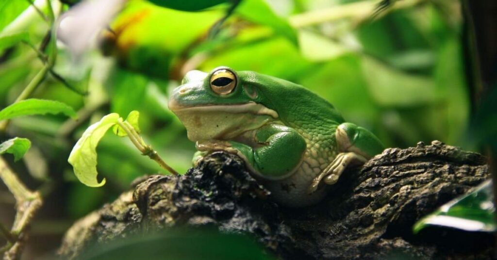 Tree Frog Names