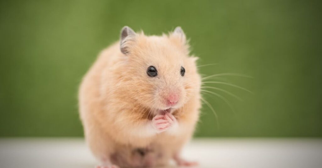 Unique Names for Hamster