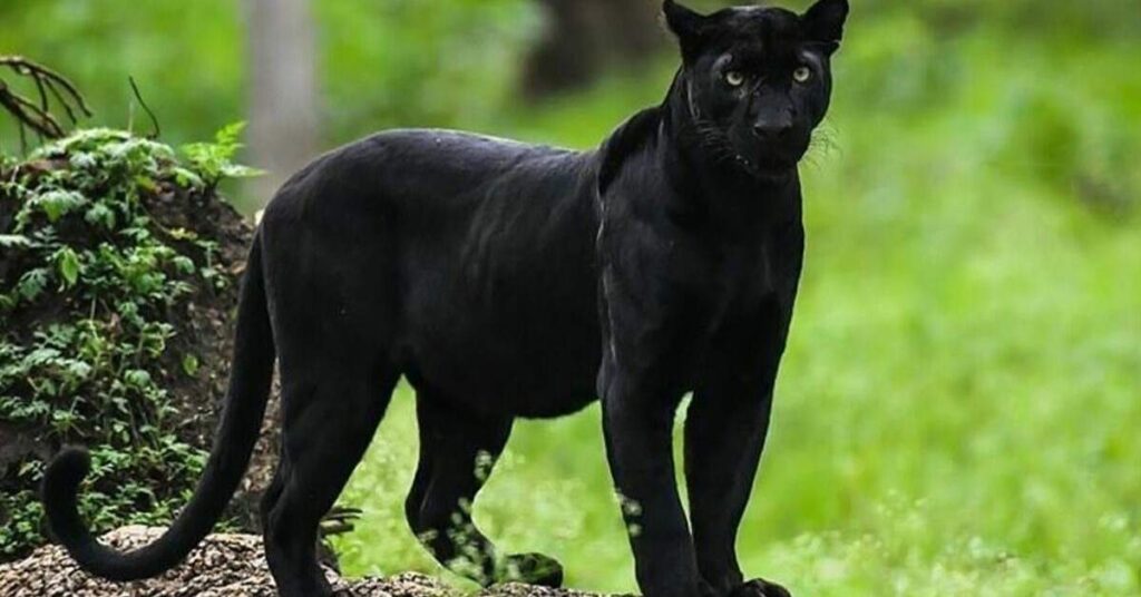 Unique Panther Names