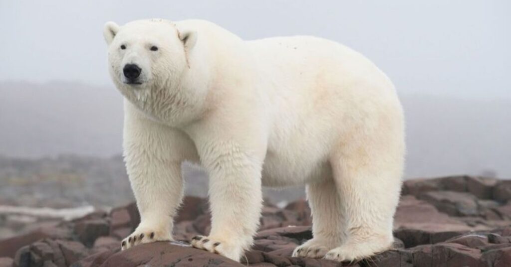 Unique Polar Bear Names