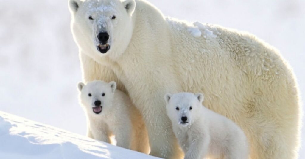 Unisex Polar Bear Names