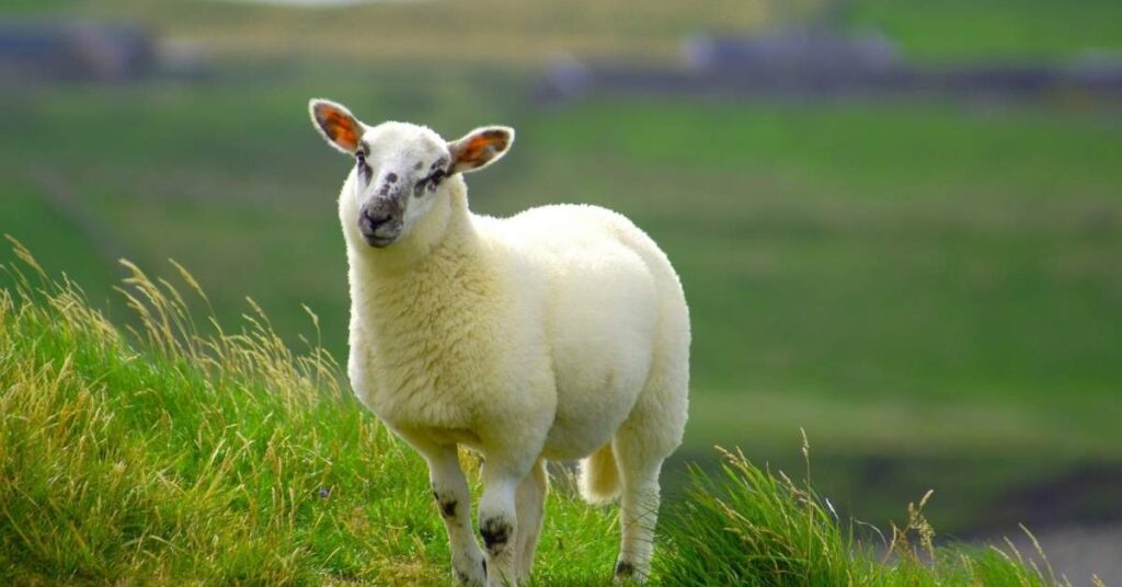 White Sheep Names