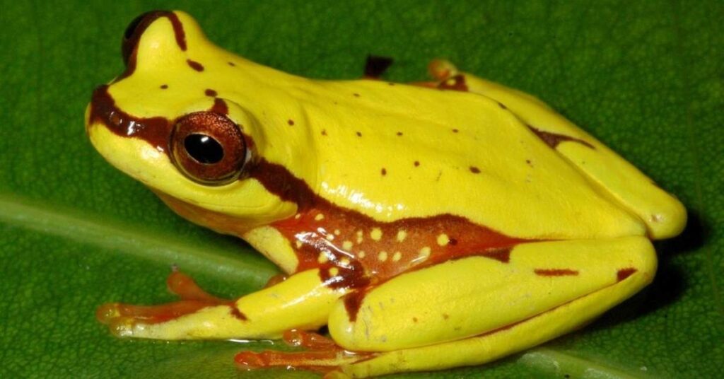 Yellow Frog Names