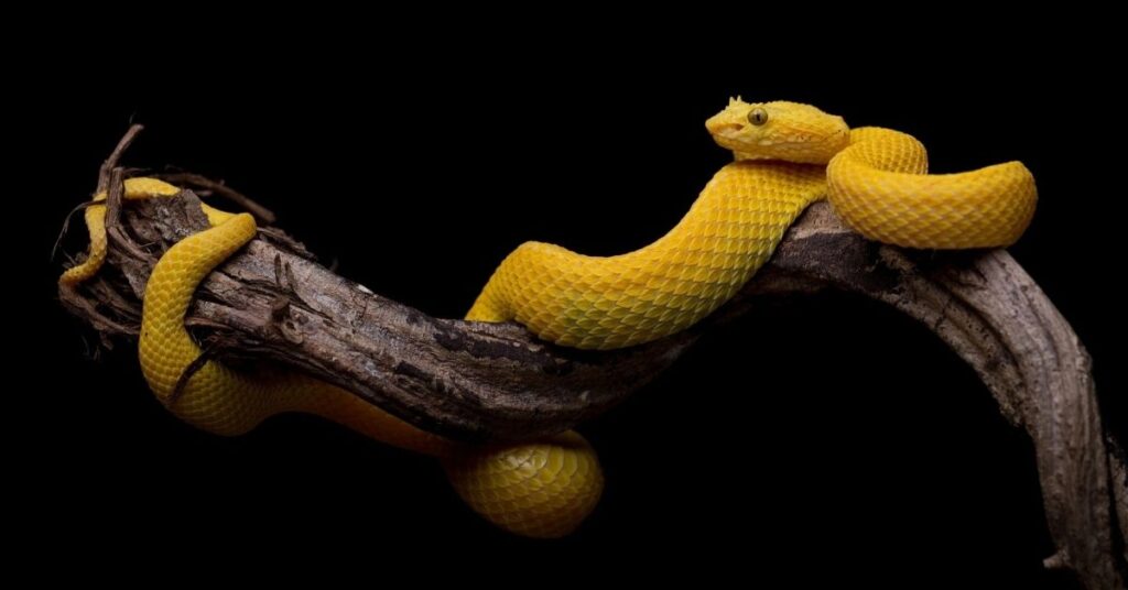 Yellow Snake Names